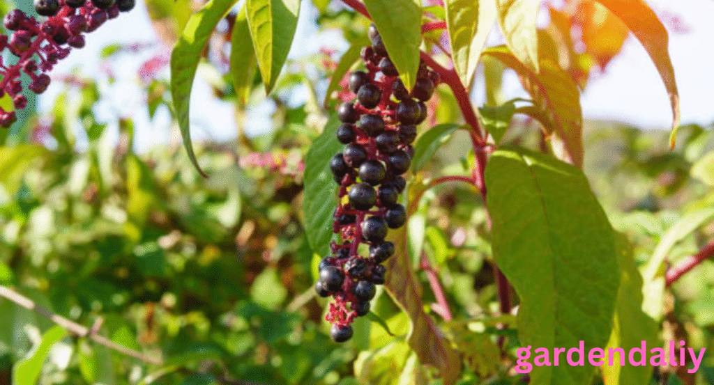 pokeweed look alikes