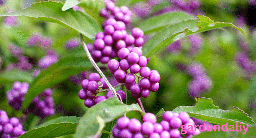 purple edible berries