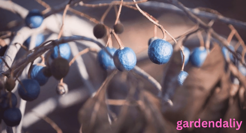 what fruit starts with q