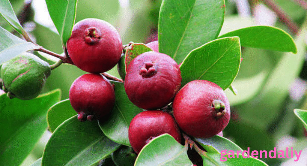 Fruits that Start with S