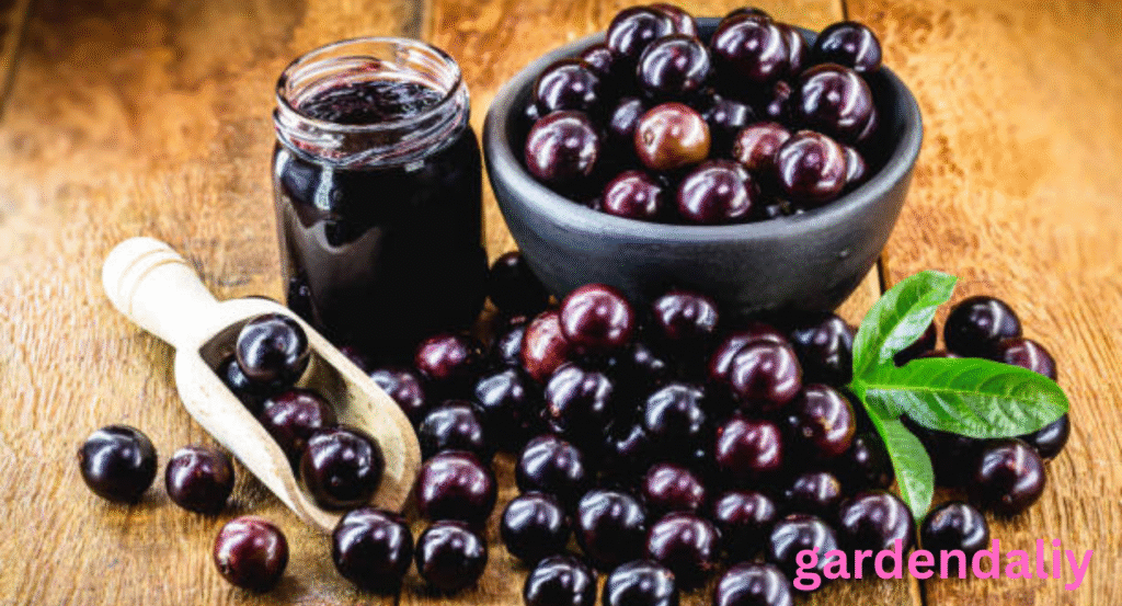 fruits that look like grapes