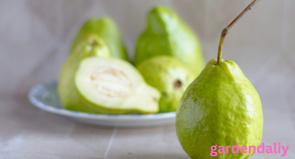 Fruits That Look Like Guava