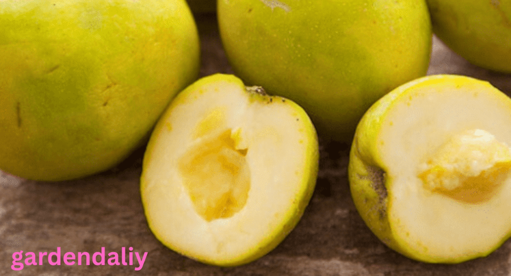 Fruits That Look Like Guava