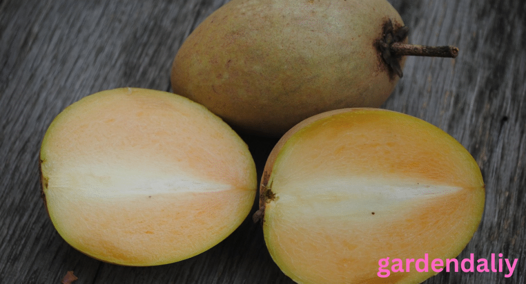 brown fruit with white inside
