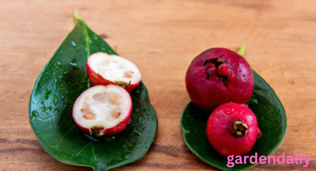 Fruits That Look Like Guava