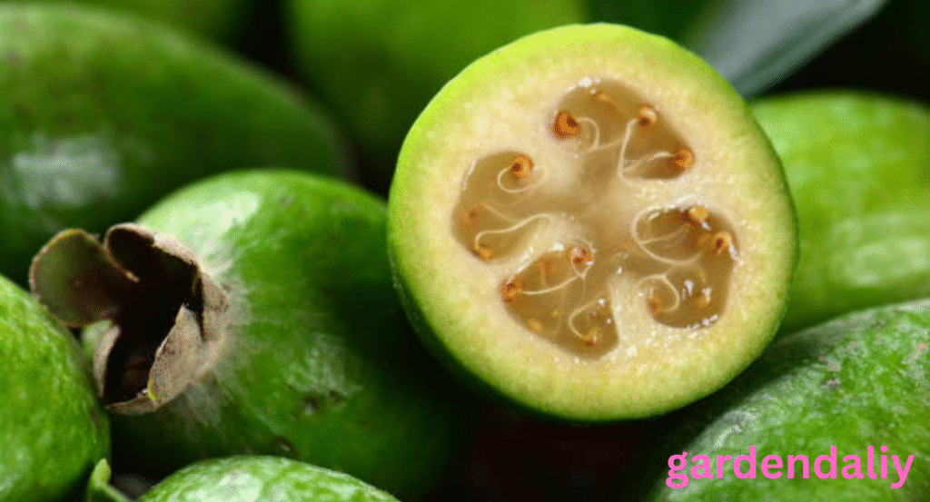 Fruits That Look Like Guava
