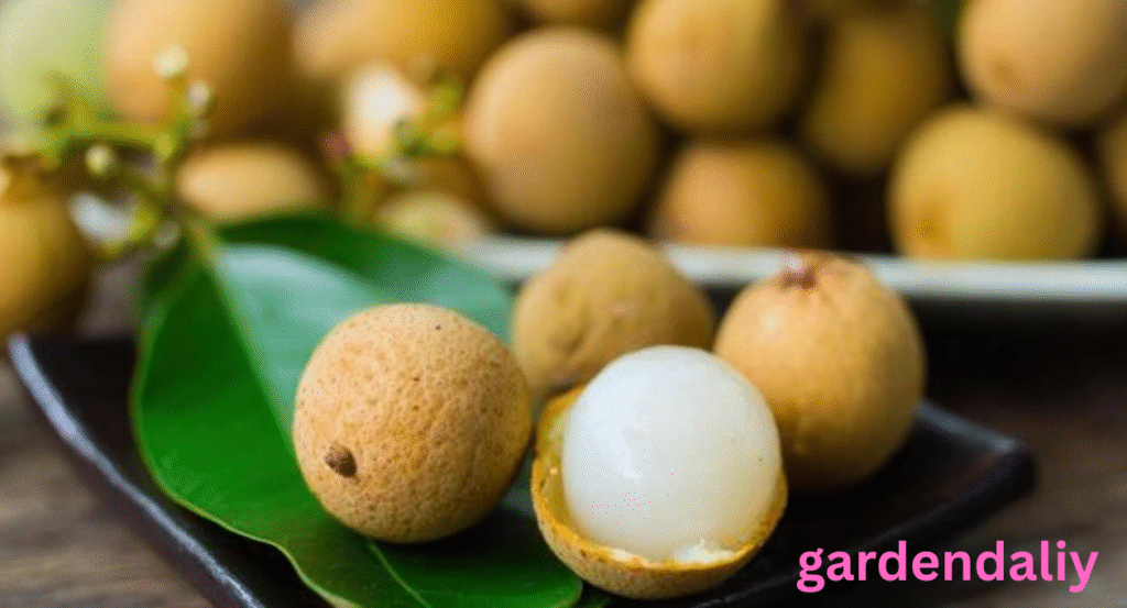 brown fruit with white inside