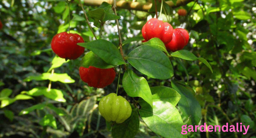 Fruits That Look Like Guava