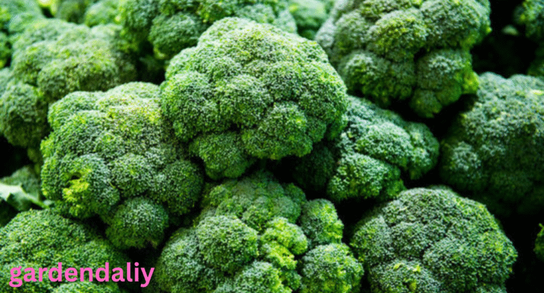 The Real Reason Behind the Broccoli Shortage