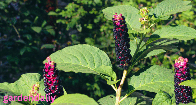 pokeweed look alikes