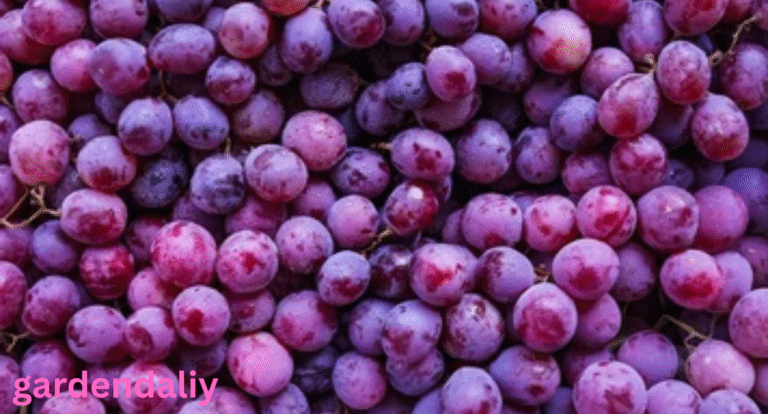 purple edible berries Tiny Fruits Big Benefits