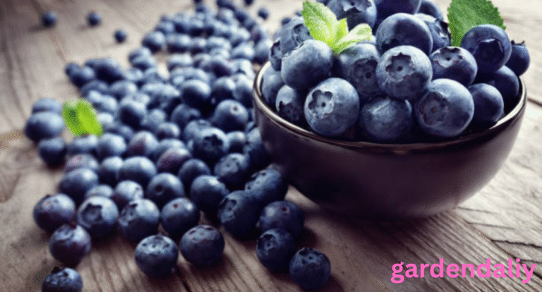 Global Blueberry Shortage What’s Behind the Decline?