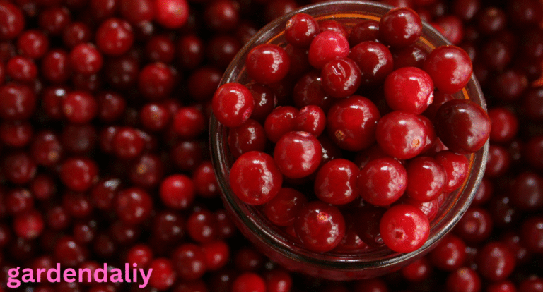 cranberry shortage