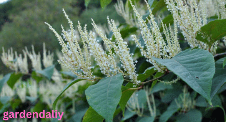 Japanese Knotweed Berries Facts Impact and Management