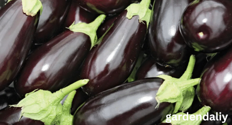 Global Eggplant Shortage Climate Change, Rising Costs