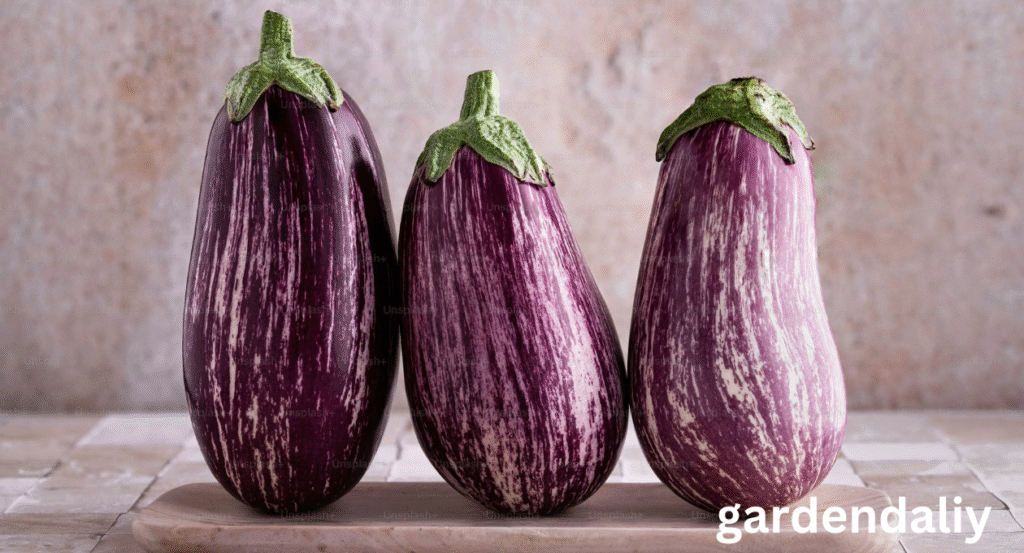 eggplant shortage