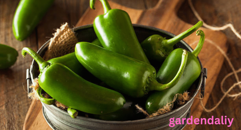 jalapeno shortage