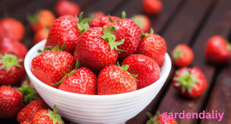 Strawberry Shortage Climate Issues Crop Diseases Labor Problems and Supply Chain