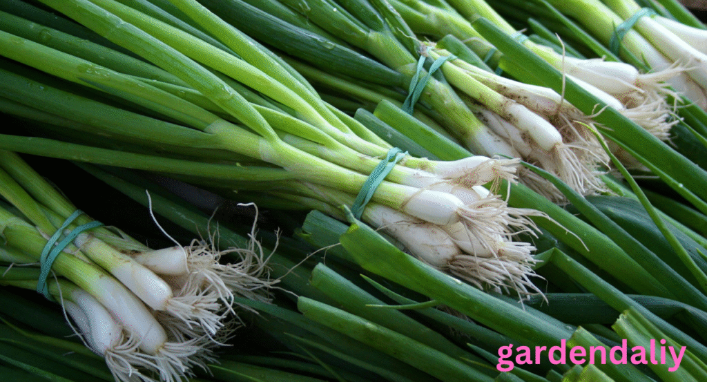 green onion shortage