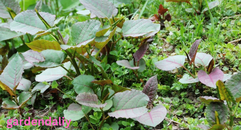 Japanese Knotweed Berries