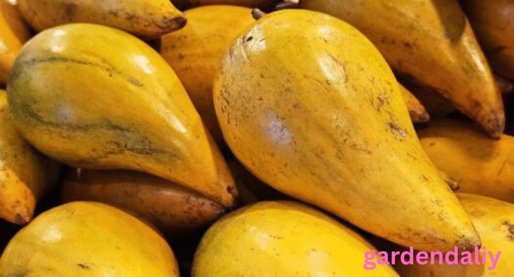 fruits that look like mango