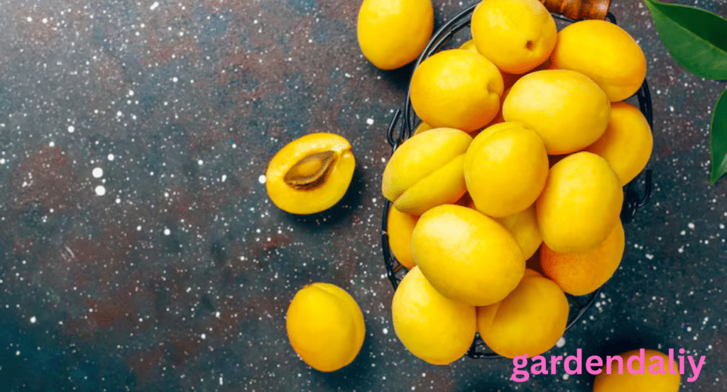 fruits that look like mango