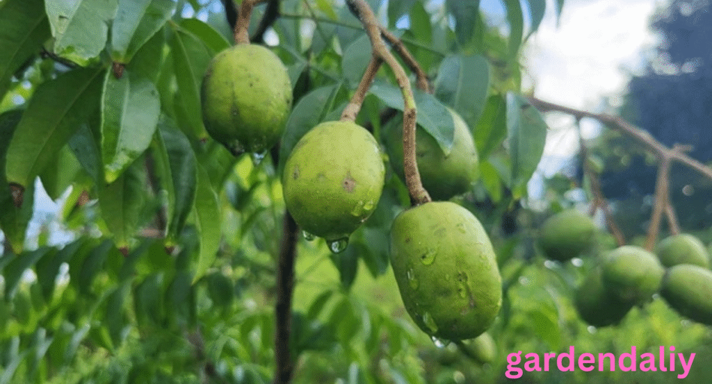fruits that look like mango