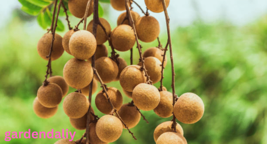 fruits that look like grapes