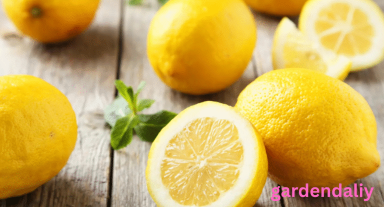 Lemon Shortage What’s Behind Rising Prices and Empty Shelves