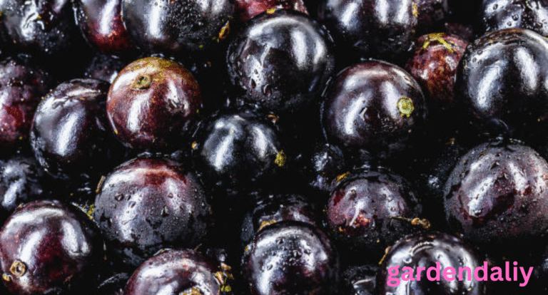 fruits that look like grapes