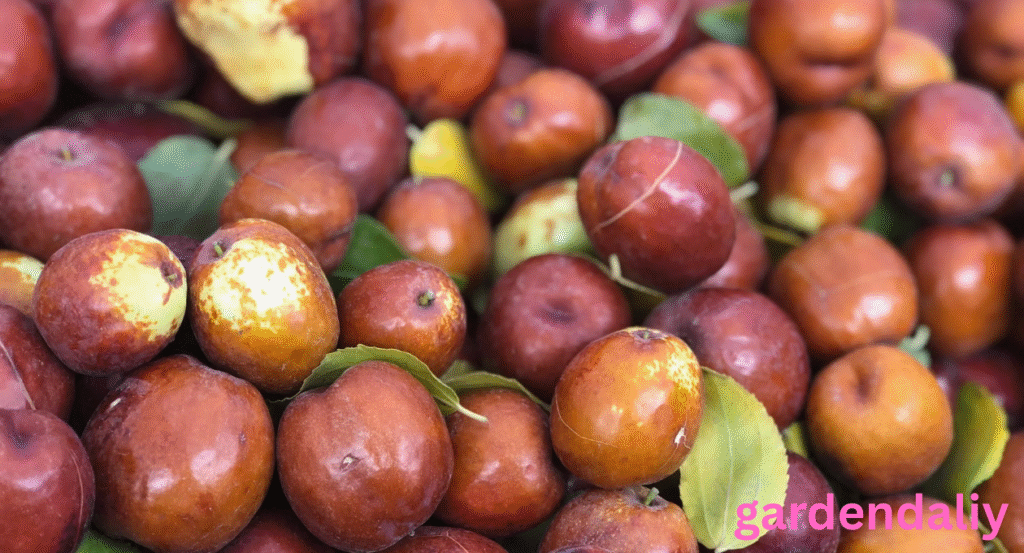 fruits that look like grapes