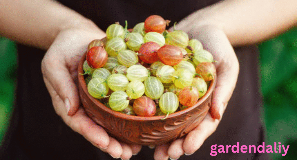 fruits that look like grapes