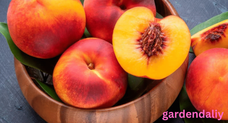 The Peach Shortage What’s Behind the Decline in This Beloved Summer Fruit?