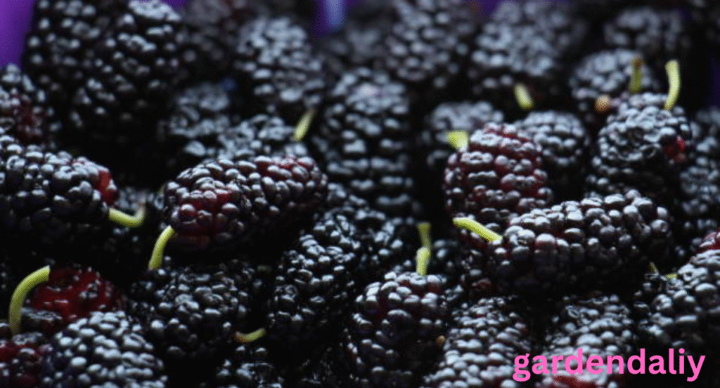 dark berries